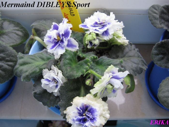 Mermaind DIBLEYS Sport 2009 jun 4 - Violete de colectie