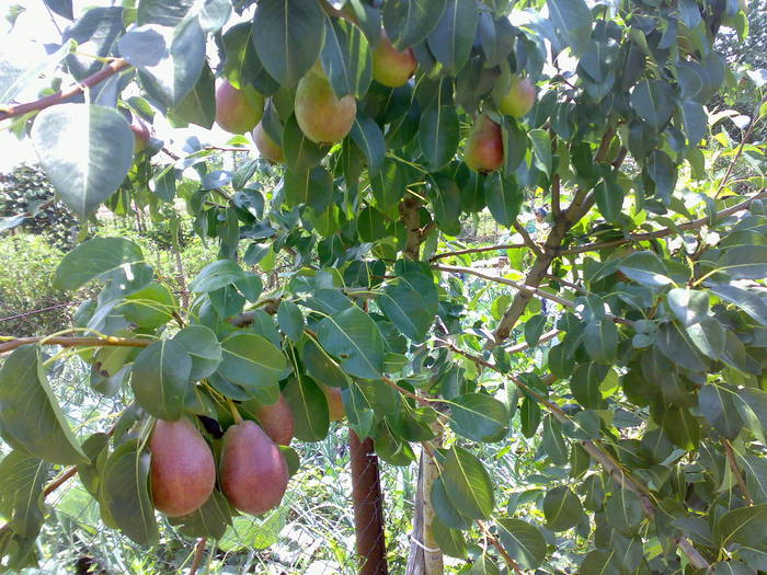 04072009910 - GRADINA MEA