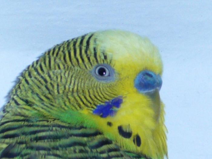Picture 173 - Papagali mei-perusii si nimfa