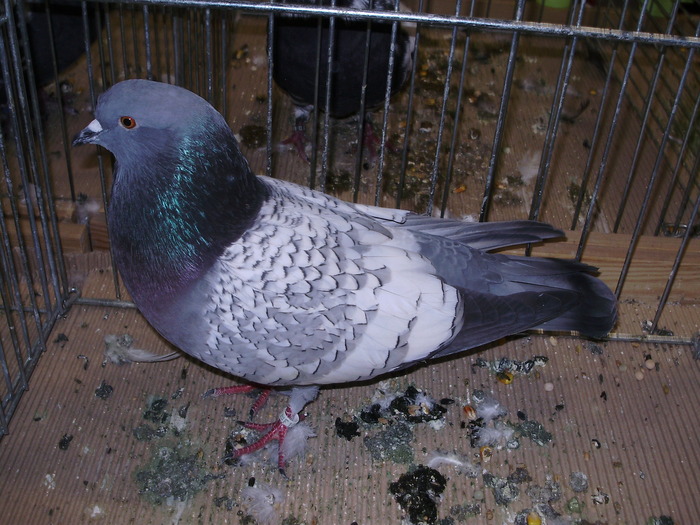 5222b c 0