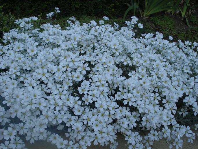 Picture 117 - 2008 BULGARIA 17 MAI