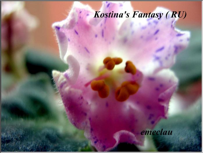 Kostina's Fantasy - violete cu nume 2009