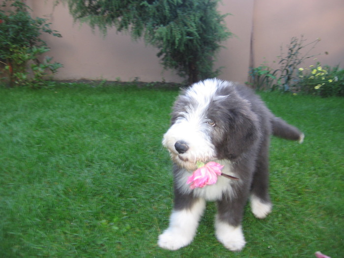 floricica mica floare - Happy-bearded collie-catelusa noastra minunata