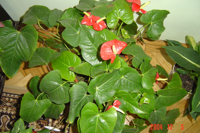 anthurium