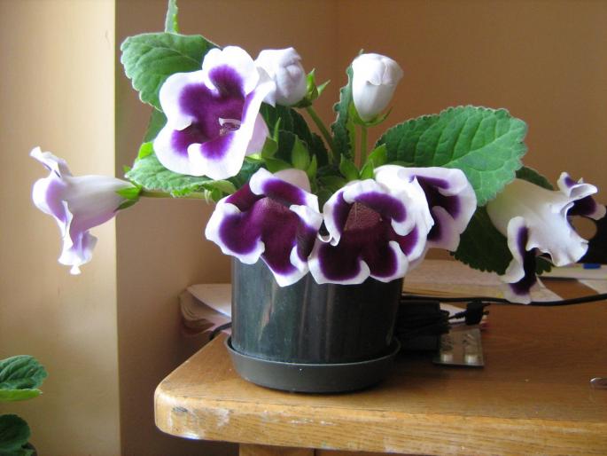 gloxinie - floricele
