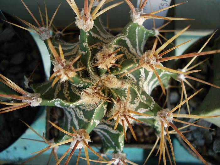 Astrophytum - Cactusi