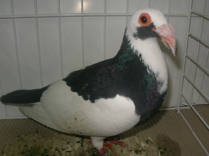 SANY0237 - poze expo 2009