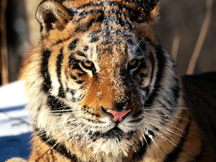 In Siberia, Tiger; Cele mai frumoase animale.
