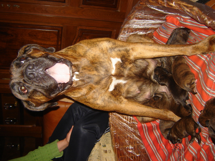 maia si gasca de pui. jackie e tatal.