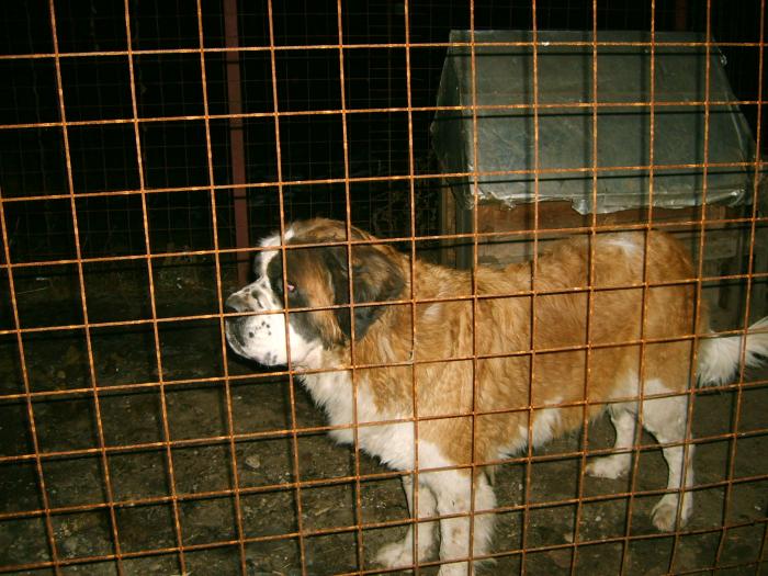 S5000123 - Pereche Saint-Bernard