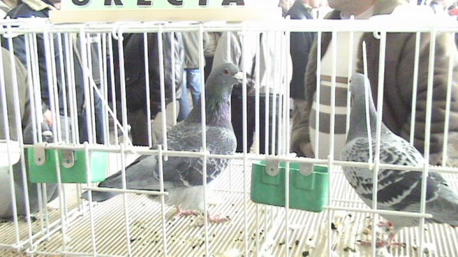 Copy (2) of Picture 1048