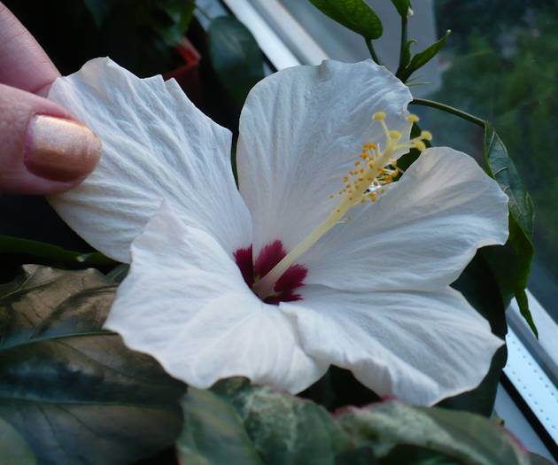 P1120392 - HIBISCUSI