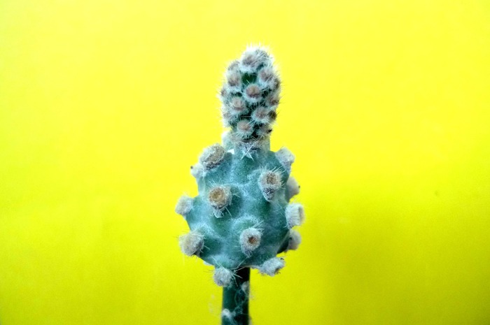 Tephrocactus molinensis - Plante altoite