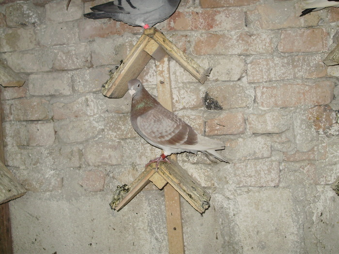 P8232020 - 1744 Sedat Iusein