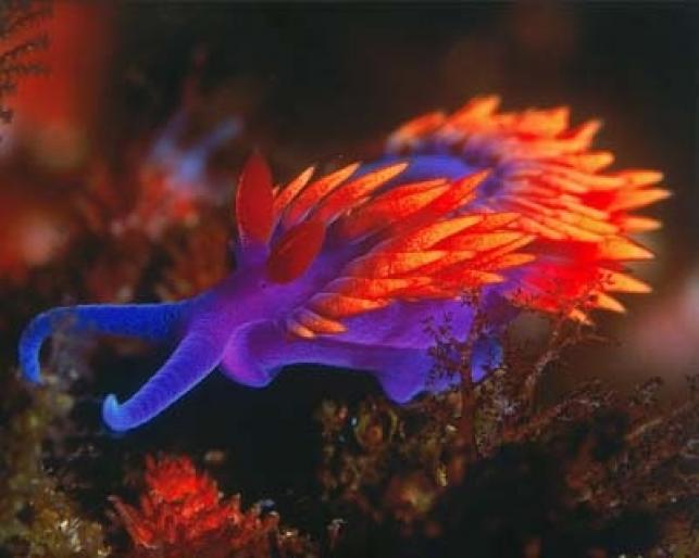 1-Bradford-nudibranch