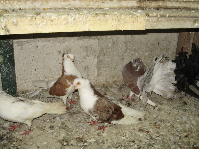 P8231998 - 1744 Sedat Iusein