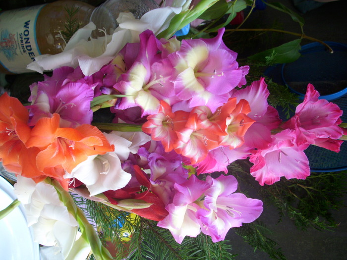 DSCI1319 - flori din gradina mea