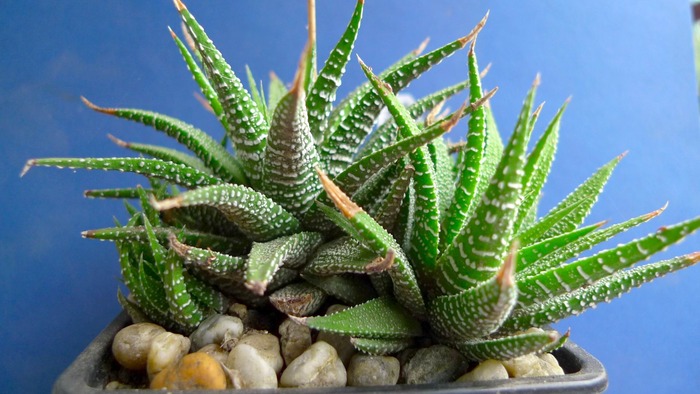 Haworthia attenuata v. clariperla - Haworthia - Gasteria