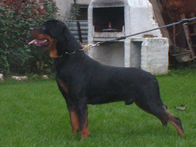 larko - CAINI-ROTTWEILER-BEST