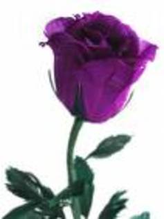 TE6U - Purple rose