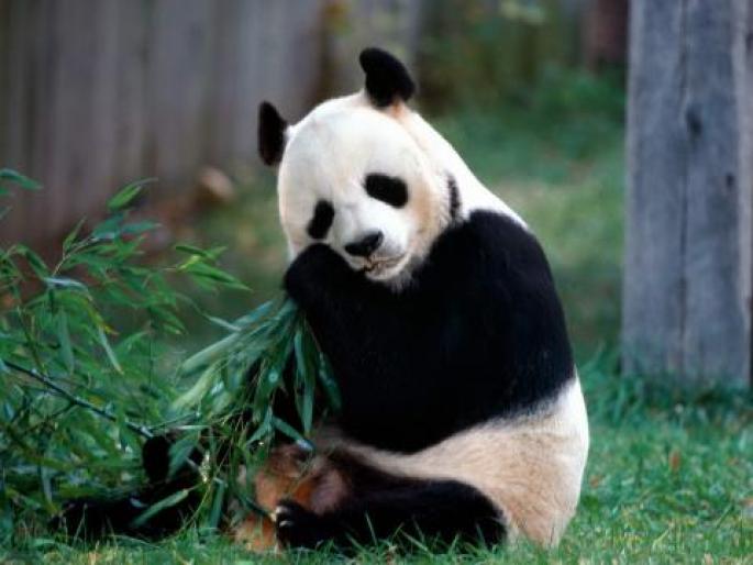 Imagini Animale Ursi Panda_ Imagini cu Animale Mari_ Poze Ursi Panda - animale