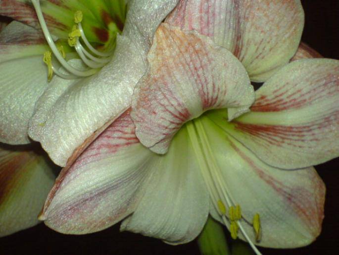 WUDRFMZSOWUELIHEJCG - hippeastrum