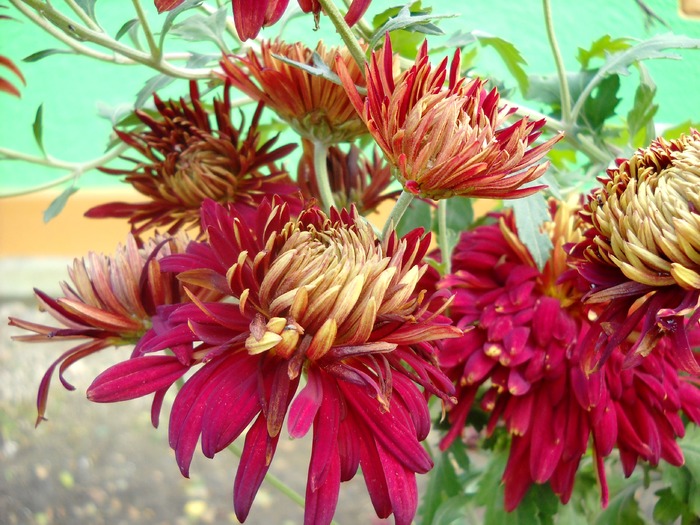 Picture 144 - flori dragute