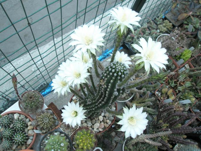 Echinopsis mamulosa la a doua inflorire ( 11 )