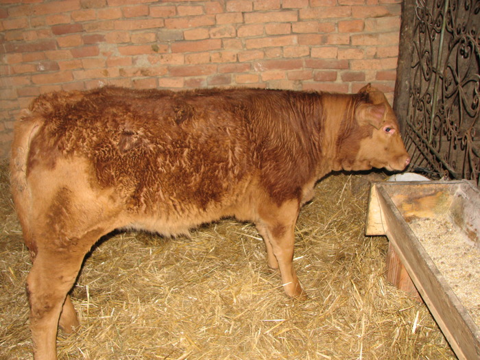 Lica, LIMxBR, foto1 - Vaci de carne - tineret femel