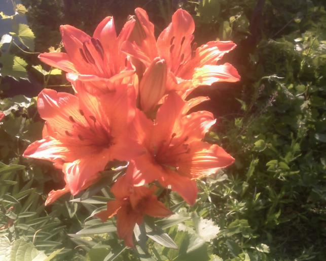 01-06-08_0739 - Gradina flori