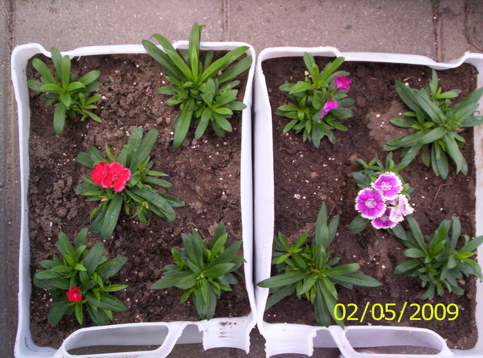 Garofite 2 mai 2009 - plante diverse