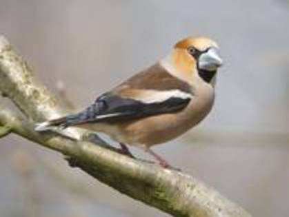 MEYSZOMRXFFBMICPKOR - PASARELE O VECHE PASIUNE