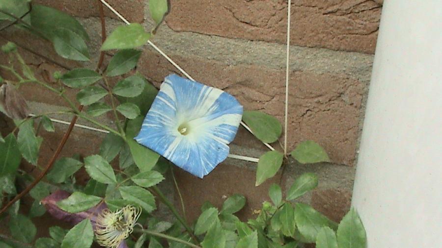 Ipomoea 26 mai 2008 - cataratoare