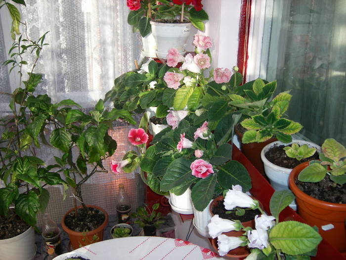 Flori-2009 - Flori - 2009