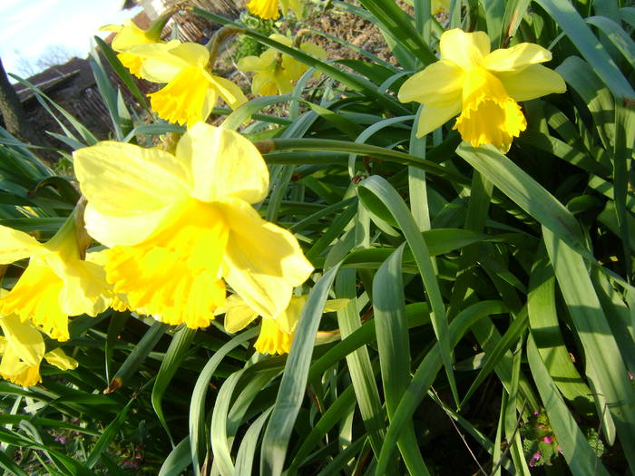 tulipi in gradina - diverse plante