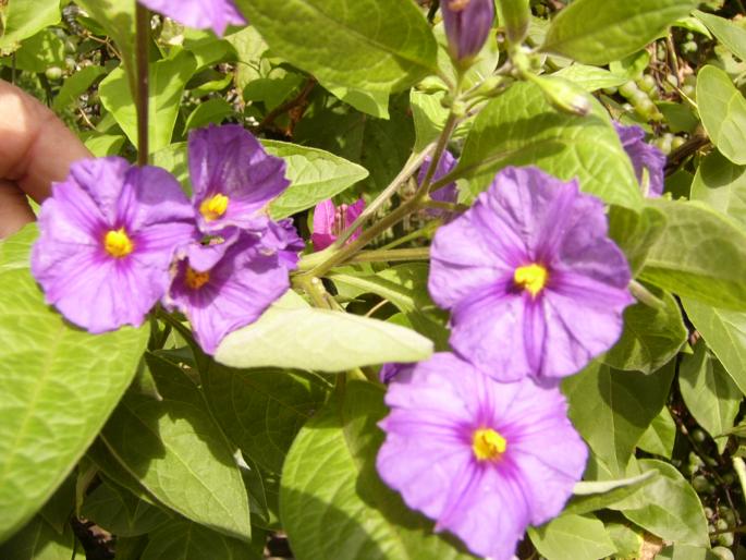 solanum rantonetti - Lantana Camara