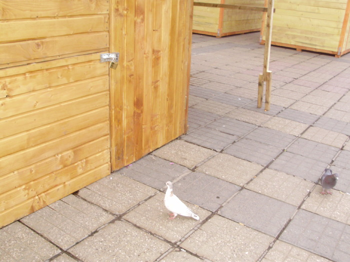 P9040069 - 18g Timisoara