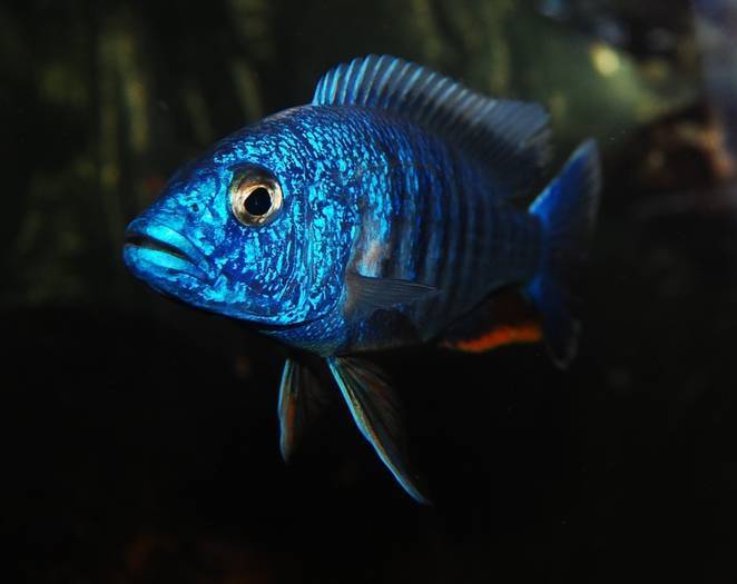 AYRHUGWYSRBSYKWLLND - African Cichlid