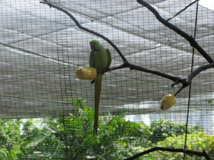 IMG_0032 - 2_1 - Kuala Lumpur Bird Park