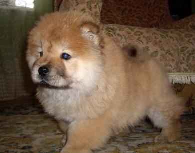 IMGP0740 - Chow-chow