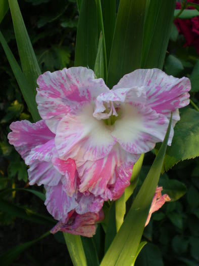 P7292311 - gladiole 2008-2009