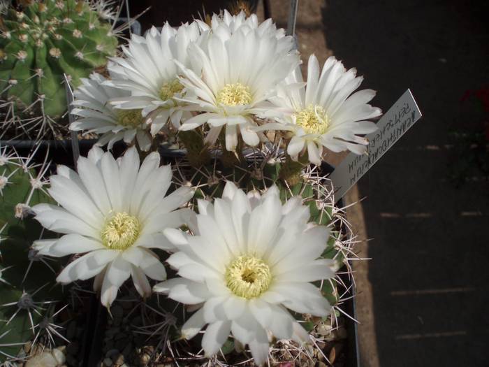 Acanthocalycium peitscherianum