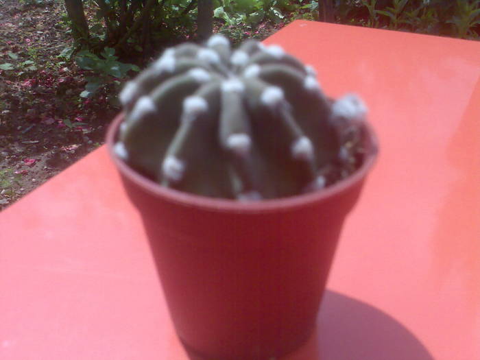 echinopsis subdenudata - cactusi si suculente-2009