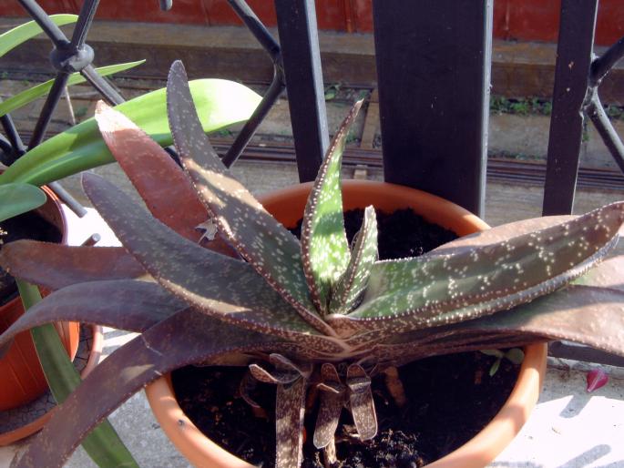 Gasteria bicolor - Plantele mamei