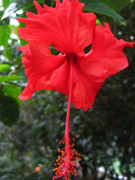 Hibiscus; a nu se confunda cu trandafirul japonez

