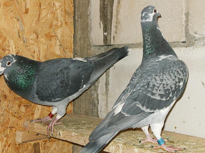 HPIM2222 - porumbei 2009