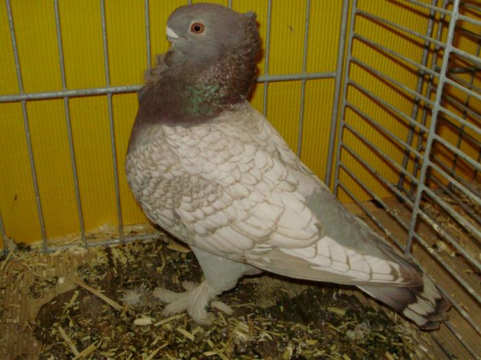 13808 blond brown 0 - 1505 partea 6