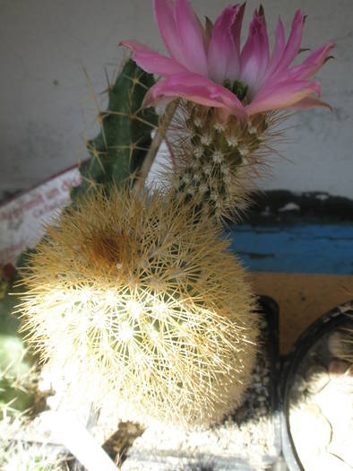 Echino. websterianus - 22.07.2009 - Echinocereus