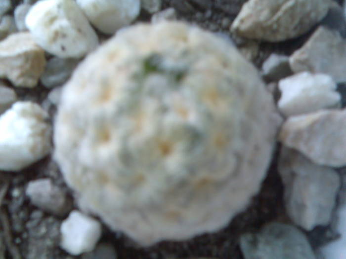 mammillaria plumosa - cactusi si suculente-2009