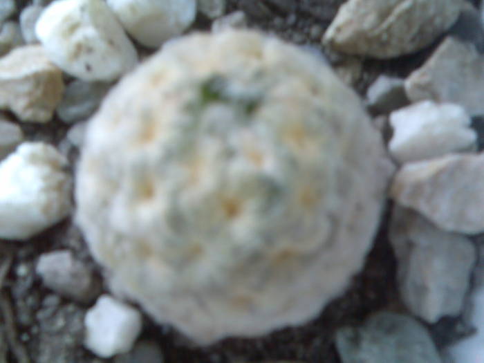 mammillaria plumosa